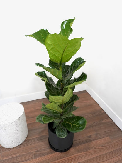 Figgy the Fiddle Leaf Fig Bush, XL
