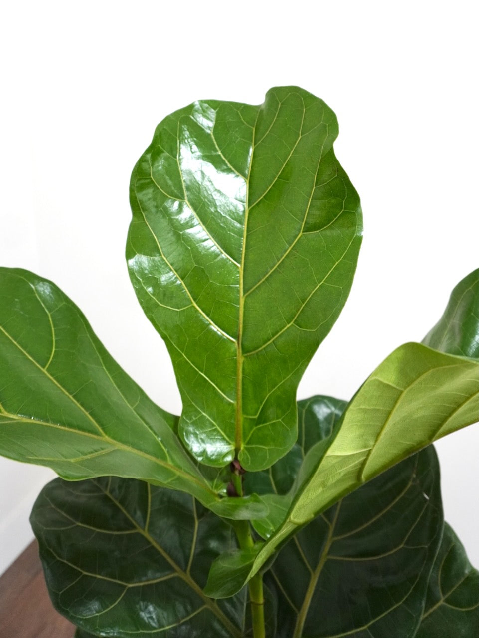 Figgy the Fiddle Leaf Fig Bush, XL
