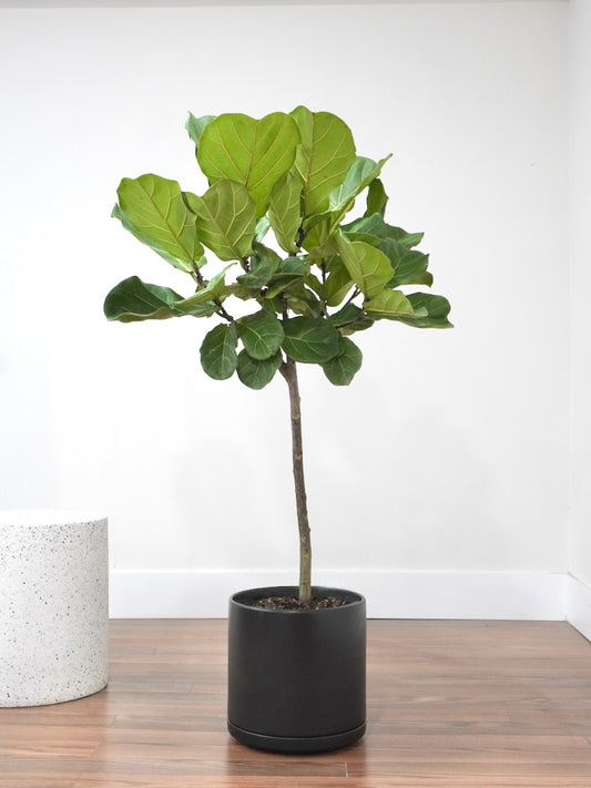 Figgy the Fiddle Leaf Fig, XL