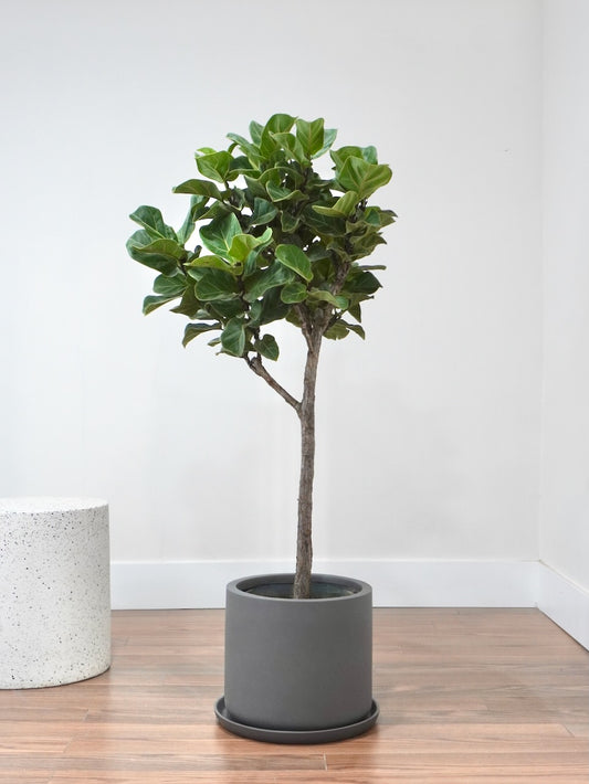 Figgy the Fiddle Leaf Fig 'Bambino', XL