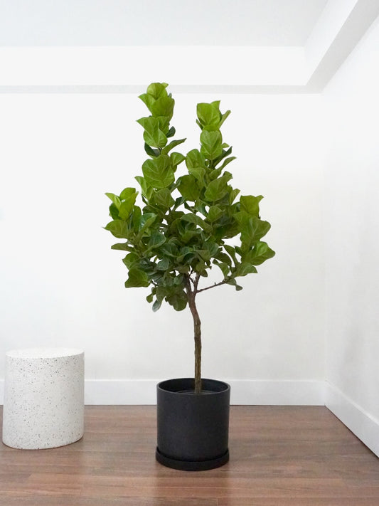 Figgy the Fiddle Leaf Fig 'Bambino', XL Tall