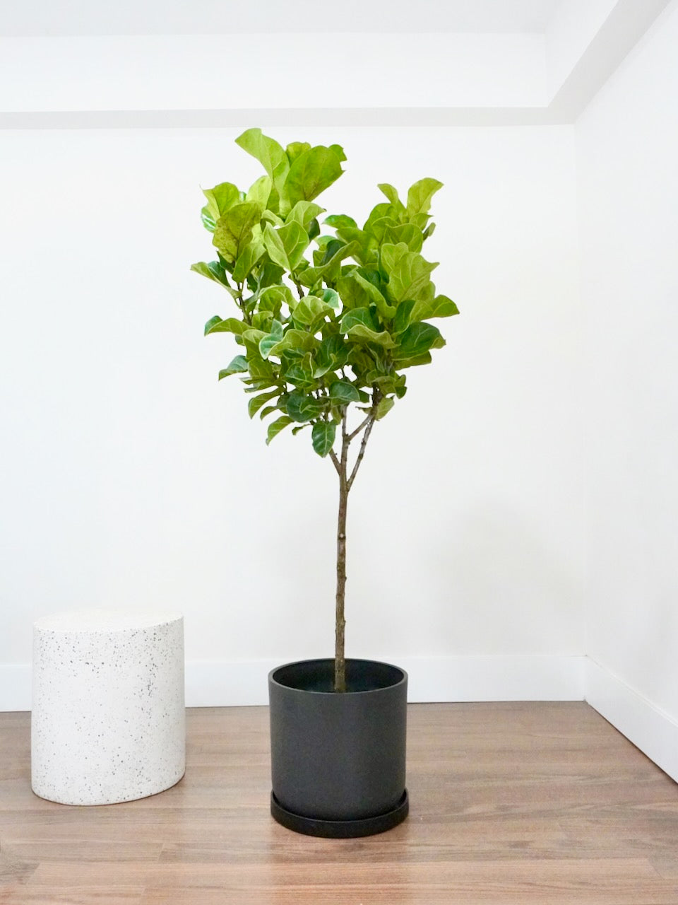 Figgy the Fiddle Leaf Fig 'Bambino', XL Tall