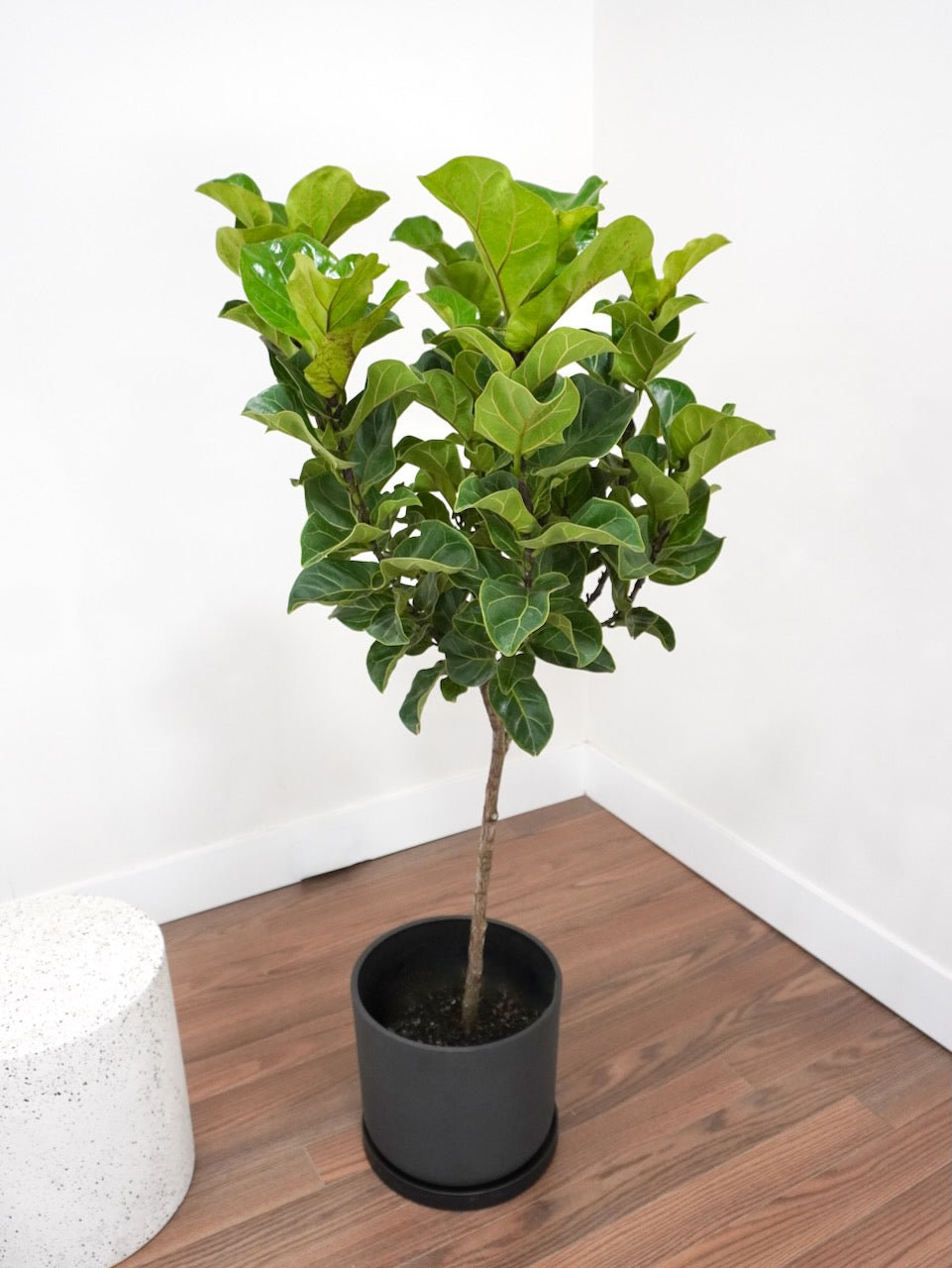 Figgy the Fiddle Leaf Fig 'Bambino', XL Tall