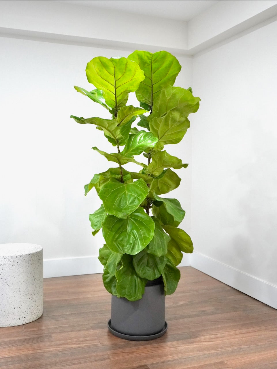 Figgy the Fiddle Leaf Fig 'Bush', XL Tall