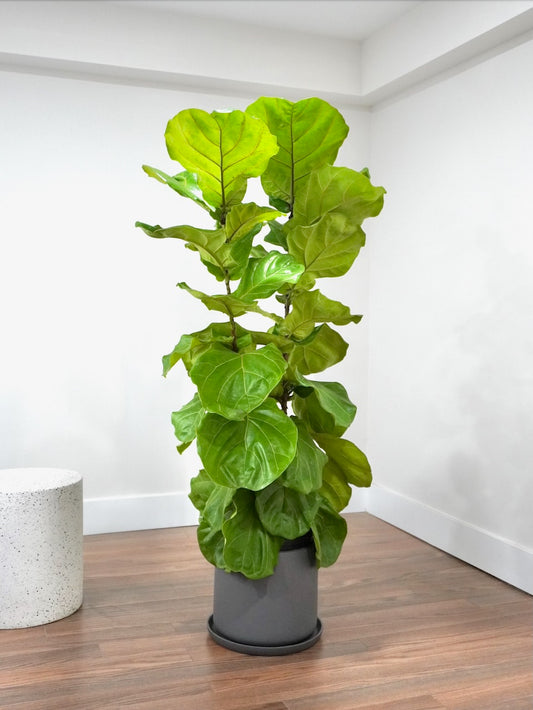 Figgy the Fiddle Leaf Fig 'Bush', XL Tall