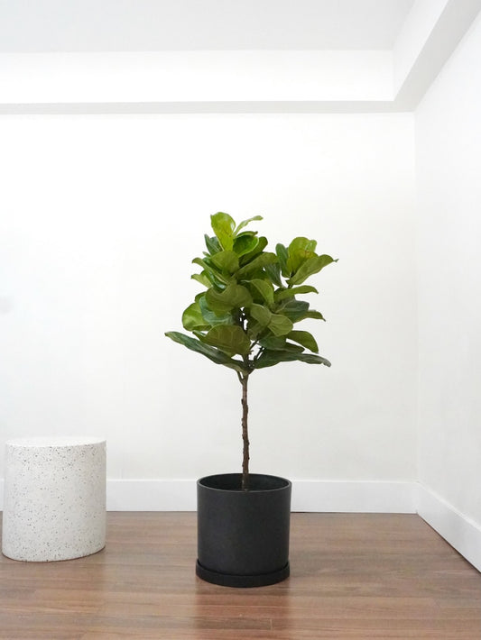 Figgy the Fiddle Leaf Fig, XL