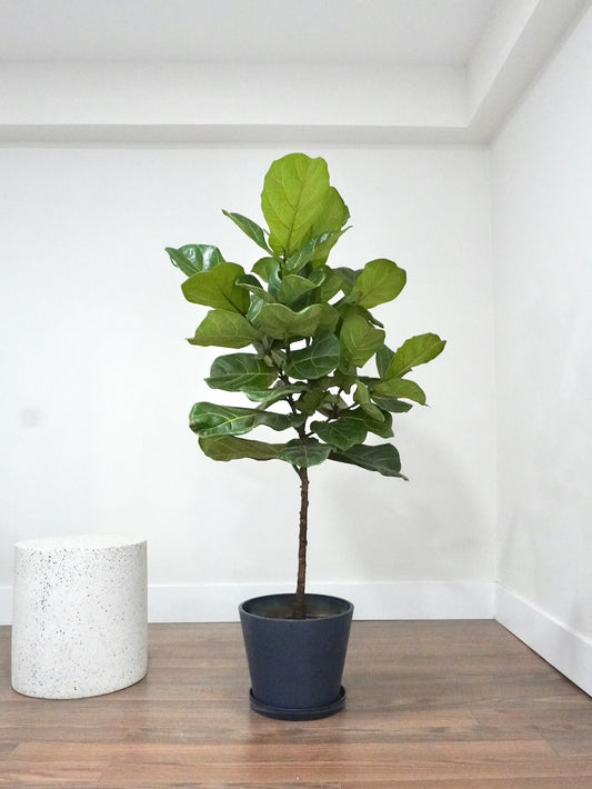 Figgy the Fiddle Leaf Fig, XL