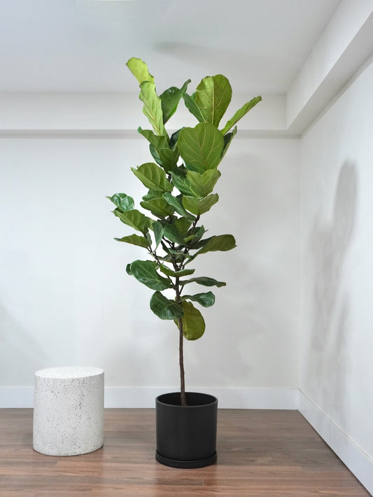 Figgy the Fiddle Leaf Fig, XL Tall