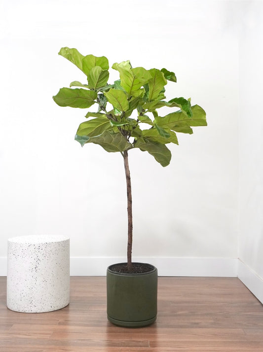 Figgy the Fiddle Leaf Fig, XL Tall *Special*