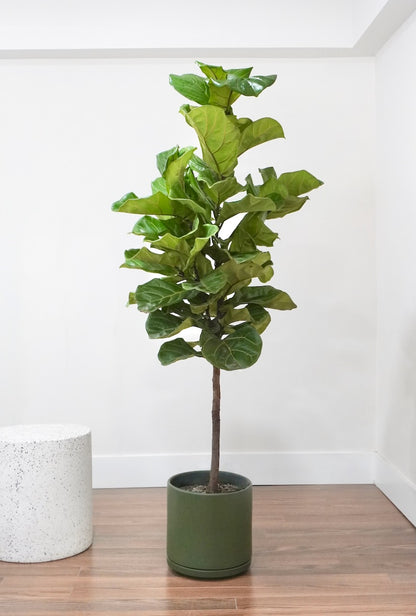 Figgy the Fiddle Leaf Fig, XL