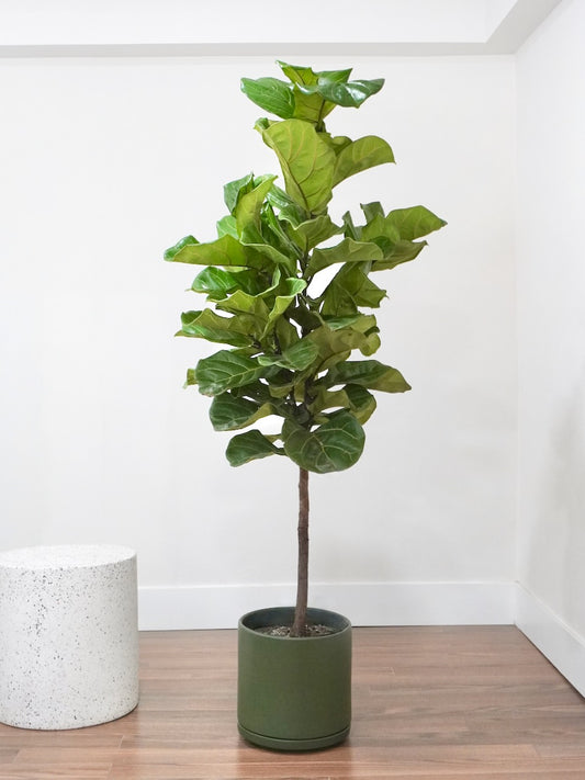 Figgy the Fiddle Leaf Fig, XL Tall