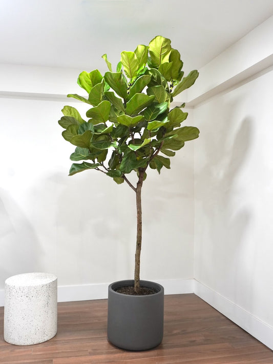 Figgy the Fiddle Leaf Fig, XXL