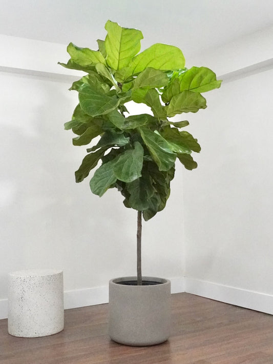 Figgy the Fiddle Leaf Fig, XXL