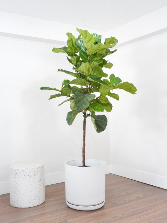 Figgy the Fiddle Leaf Fig, XXL