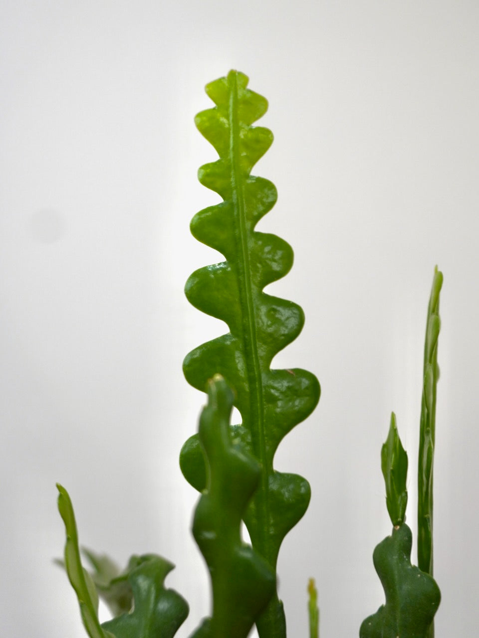 Freddy the Fishbone Cactus, Small