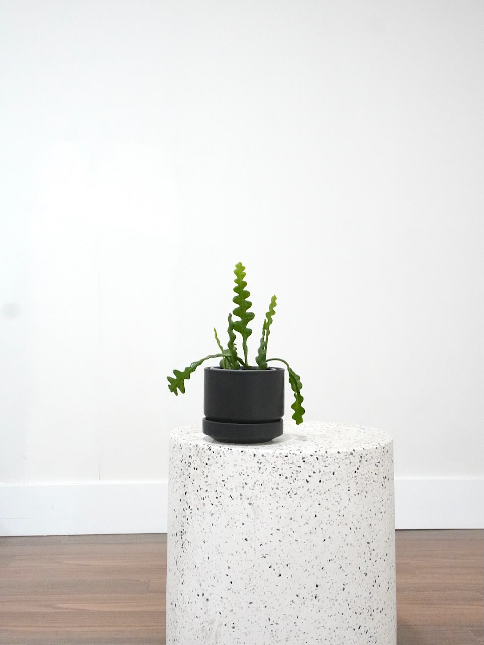 Freddy the Fishbone Cactus, Small