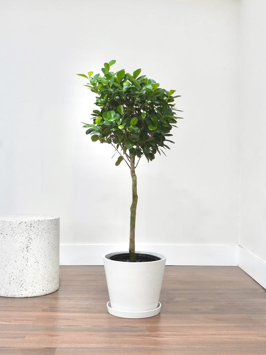 Gustav the Ficus Moclame, XL