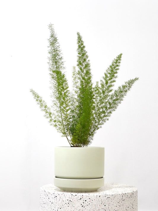 Foxy the Foxtail Fern, Medium