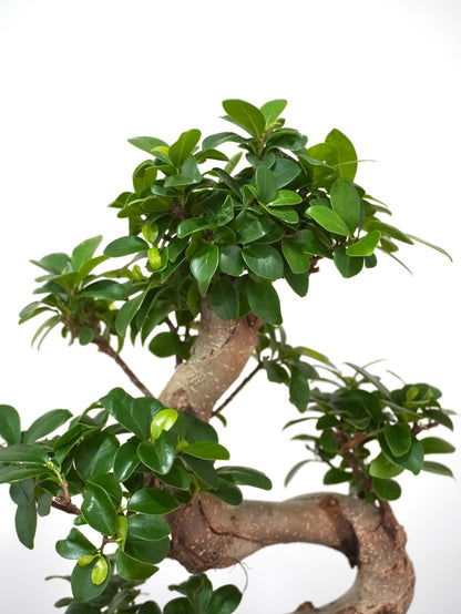 Ginny the Ficus Ginseng Bonsai, Large