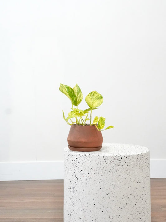 Jab-Jab the Golden Pothos, Small