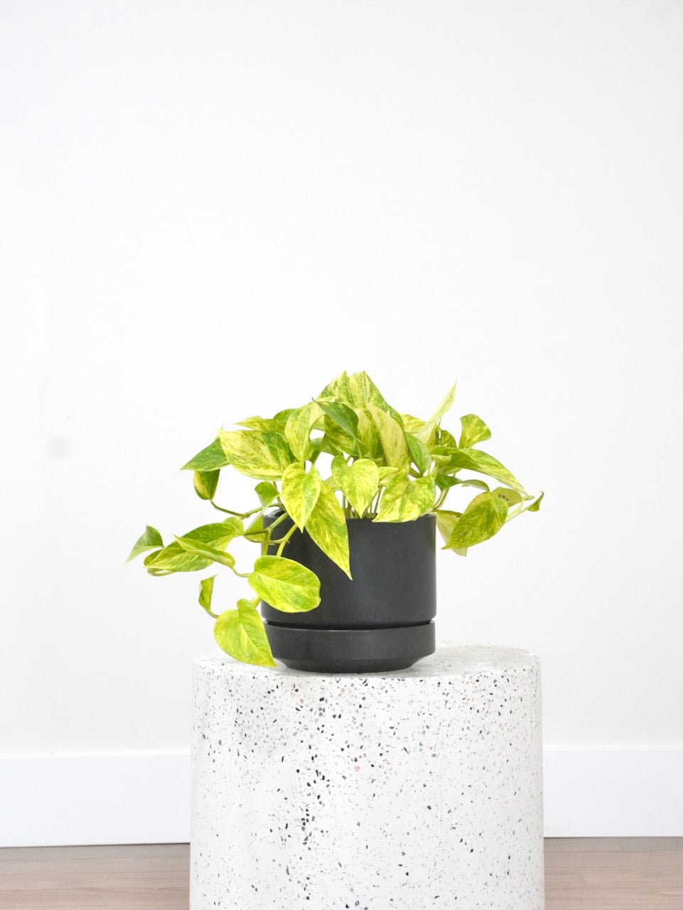 Jab-Jab the Golden Pothos, Medium