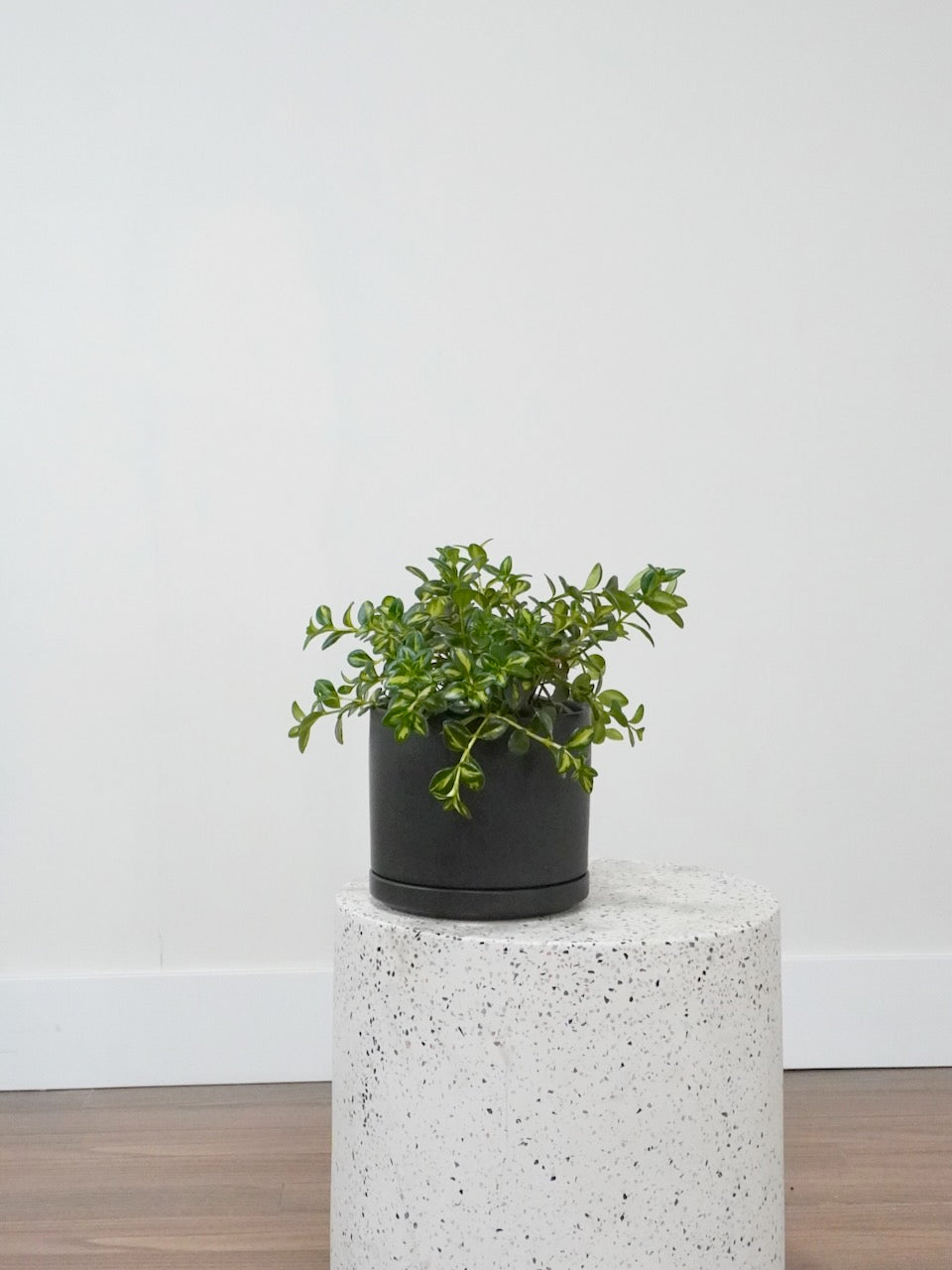 Ponyo the Goldfish Hypocerta, Medium