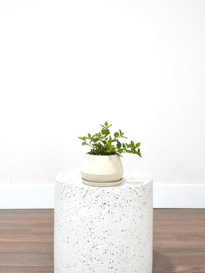 Ponyo the Goldfish Hypocerta, Small