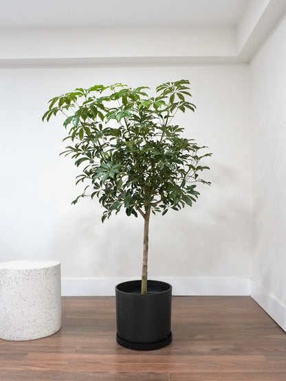 Lei the Hawaiian Schefflera Tree, XL
