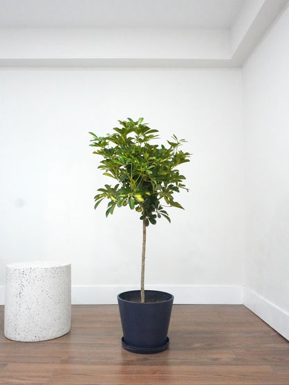 Lei the Hawaiian Schefflera Tree, XL