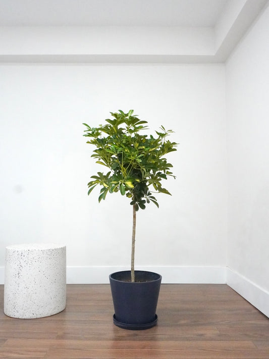 Lei the Hawaiian Schefflera Tree, XL