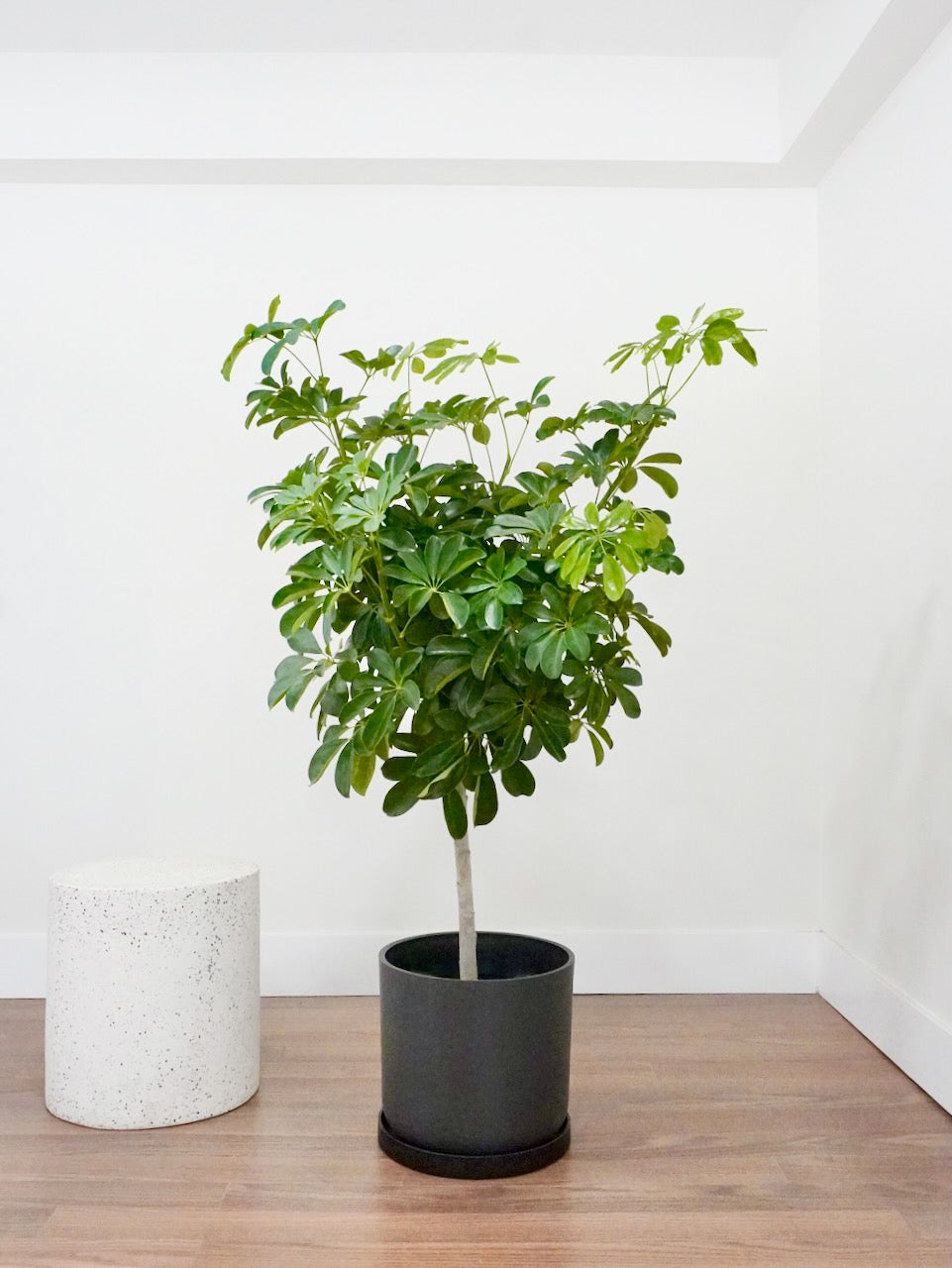 Lei the Hawaiian Schefflera Tree, XL