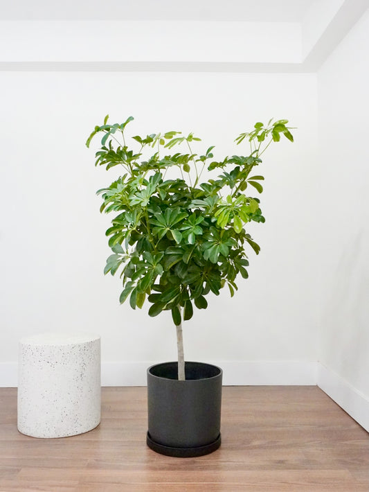 Lei the Hawaiian Schefflera Tree, XL