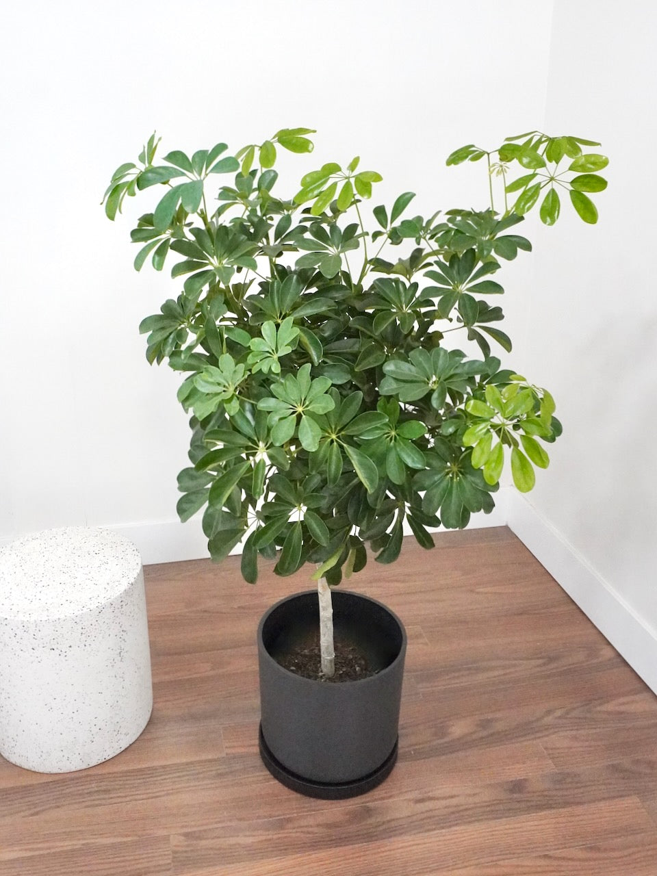 Lei the Hawaiian Schefflera Tree, XL