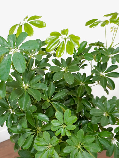 Lei the Hawaiian Schefflera Tree, XL