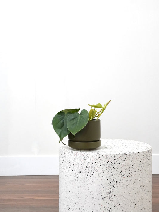 Cupid the Heartleaf Philodendron, Small