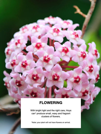 Aurora the Hoya Krimson Queen, Small