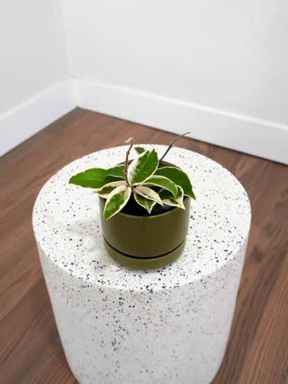 Aurora the Hoya Krimson Queen, Small