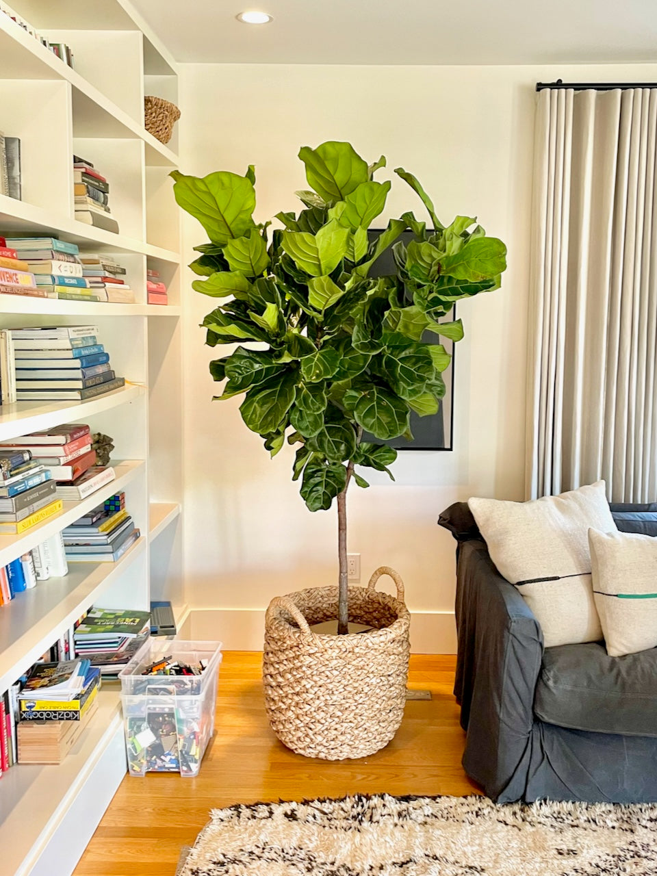 Snake Plant, Sansevieria | Vancouver Plant Delivery | Frondly Plants