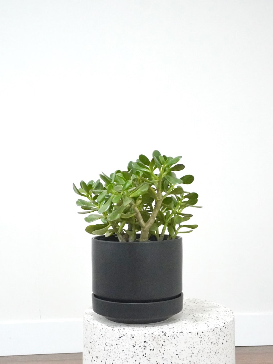 Emerald the Jade Plant, Large