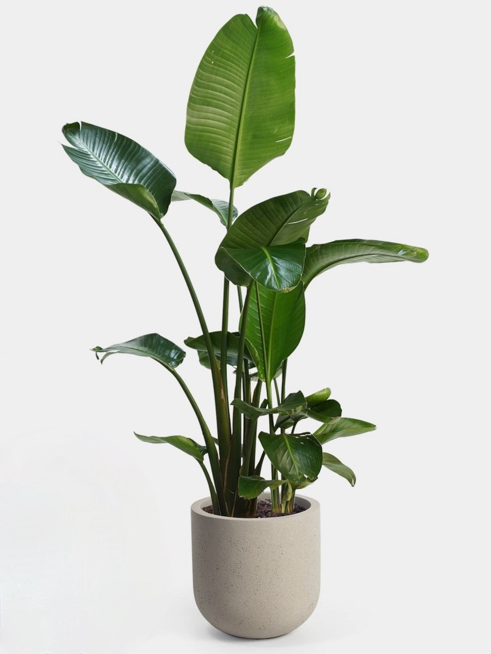 Jericho Fibreglass Pot with Saucer, XL 10"