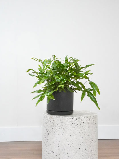 Joey the Kangaroo Paw Fern, Medium