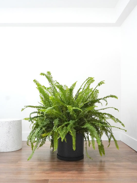 Kimberly Queen Fern, XL