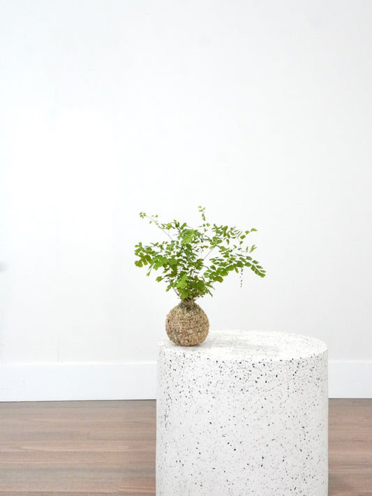 Marian the Maidenhair Fern, Kokedama