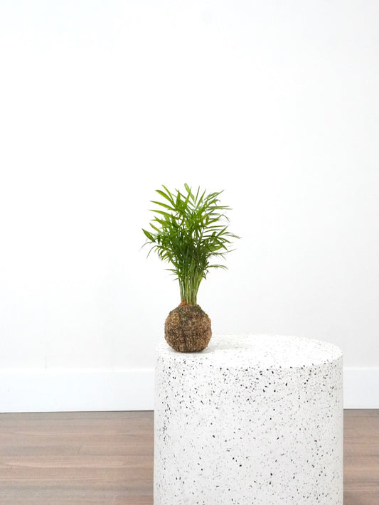 Mr. Carson the Parlour Palm, Kokedama