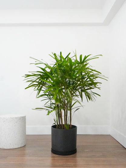 Elvis the Rhapis Palm, XL