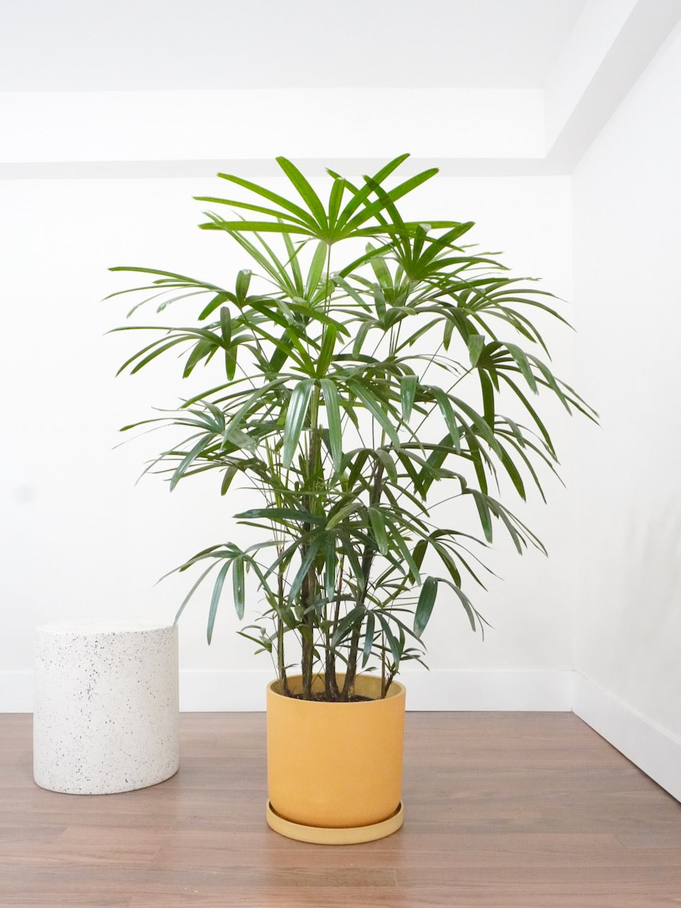Lady Palm, Rhapis | Vancouver Plant Store