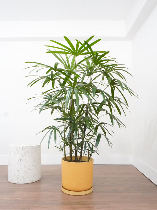 Elvis the Rhapis Palm, XL Tall