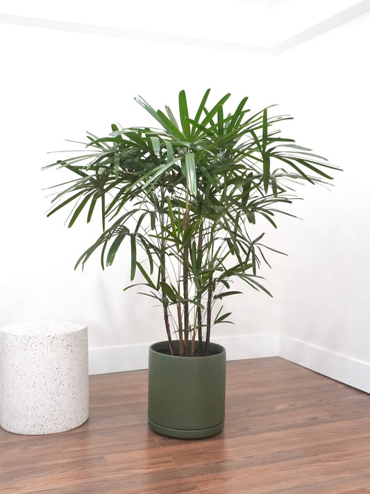 Elvis the Rhapis Palm, XL