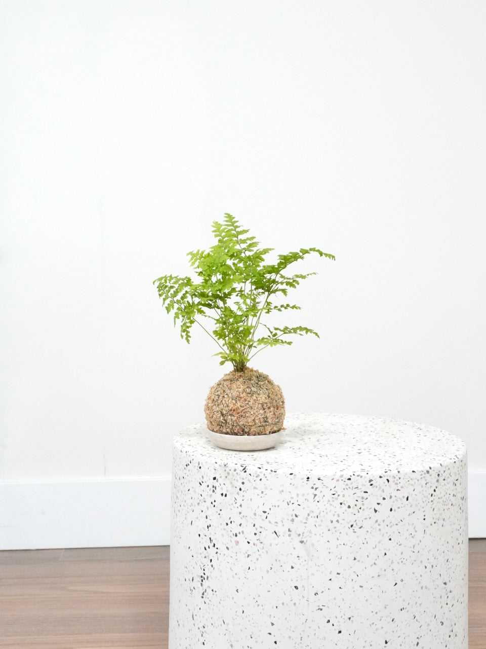 Hyde the Leatherleaf Fern 'Kokedama', Small