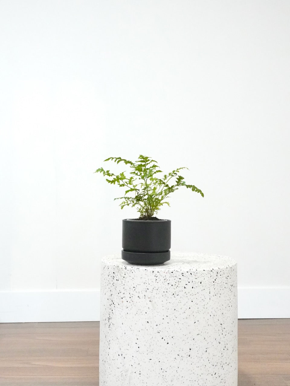 Hyde the Leatherleaf Fern, Small